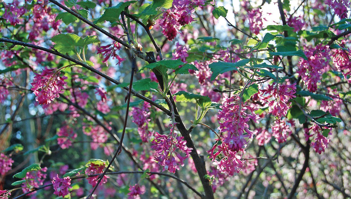 Fragrant Red-Flowering Currant at the Buck Lake Native Plant Garden.